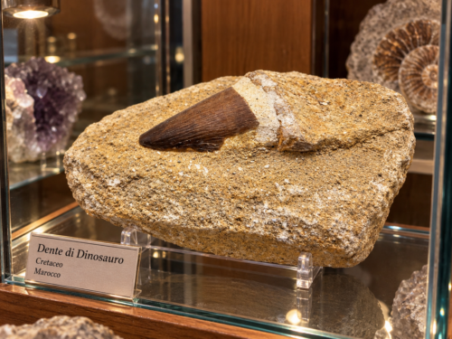 Dente Fossile