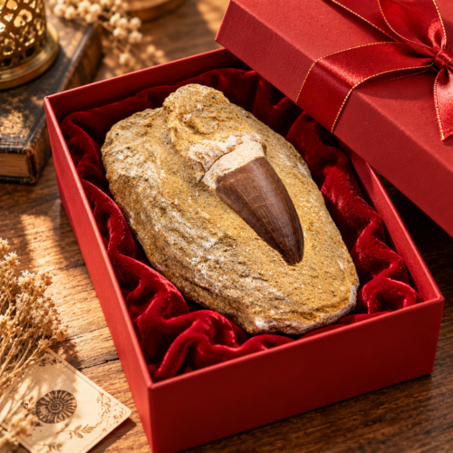 Dente Fossile