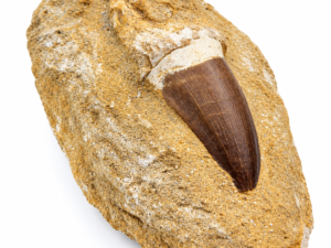 Dente Fossile