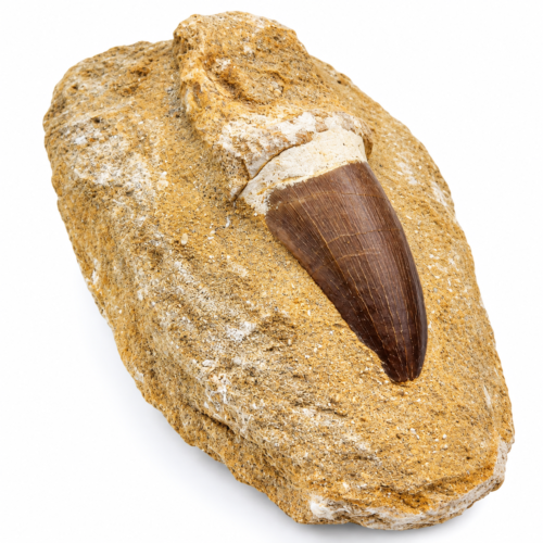 Dente Fossile