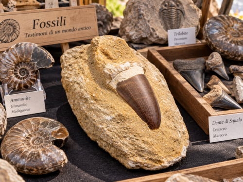 Dente Fossile